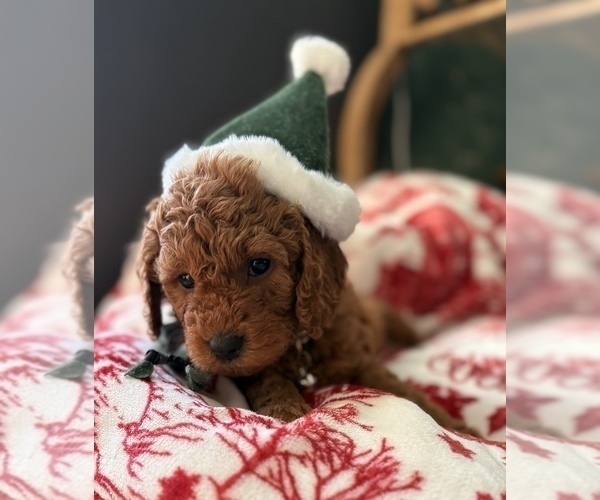 Medium Photo #7 Goldendoodle (Miniature) Puppy For Sale in SAINT MARYS, KS, USA
