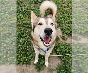 Siberian Husky Dogs for adoption in Sacramento, CA, USA