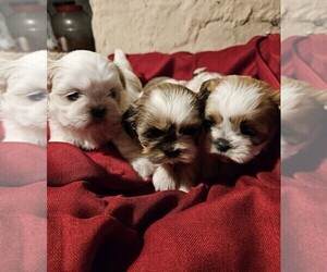 Shih Tzu Puppy for sale in CANONSBURG, PA, USA