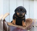 Small #1 Rottweiler