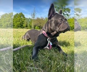 Mother of the French Bulldog puppies born on 11/30/2024