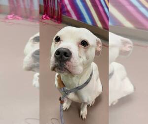 Cortina - Female Mutt Dog for Adoption - Photo #10