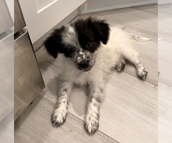 Medium Photo #1 Border Collie-Unknown Mix Puppy For Sale in Brooklyn, NY, USA