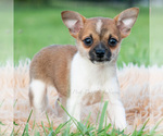Small #1 Chihuahua