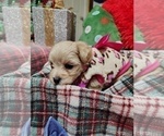 Small Photo #3 Maltipoo (Miniature) Puppy For Sale in SAN ANTONIO, TX, USA