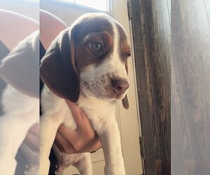 Medium Beagle