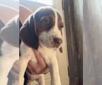 Puppy Chocolate male Beagle