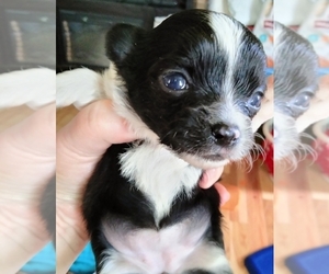 Chihuahua Puppy for sale in MARION, VA, USA