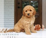 Small #2 Goldendoodle (Miniature)