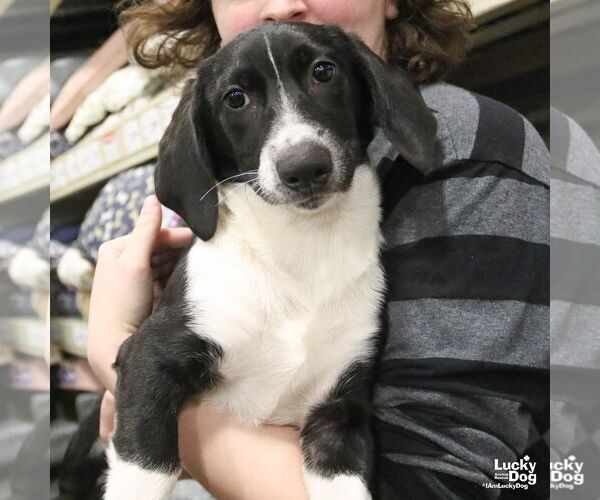 Medium Photo #3 Basset Hound-Unknown Mix Puppy For Sale in Washington, DC, USA