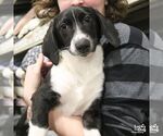 Small #2 Basset Hound Mix