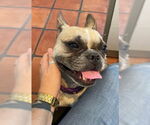 Small #5 Faux Frenchbo Bulldog