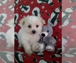 Small Photo #3 Maltipom Puppy For Sale in SCOTTVILLE, MI, USA