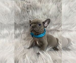 French Bulldog Puppy for sale in CHARLESTON, SC, USA