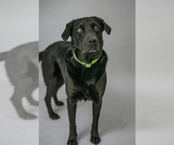 Medium Photo #1 Labrador Retriever Puppy For Sale in Fort Worth, TX, USA