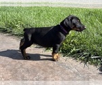Small #2 Doberman Pinscher