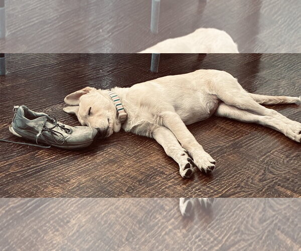 Medium Photo #2 German Shepherd Dog-Great Pyrenees Mix Puppy For Sale in Dallas, TX, USA