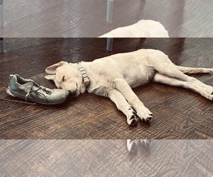 Jade - Female German Shepherd Dog-Great Pyrenees Mix Dog for Adoption - Photo #2