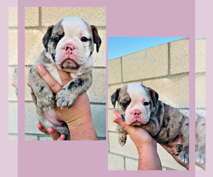Olde English Bulldogge Puppy for sale in BAKERSFIELD, CA, USA