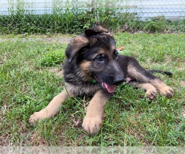 Medium Photo #10 German Shepherd Dog Puppy For Sale in SPRINGFIELD, IL, USA