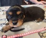 Small Photo #49 Aussalier Puppy For Sale in ATHOL, ID, USA
