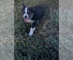 Small #7 Miniature Australian Shepherd