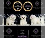 Small #2 Maltese