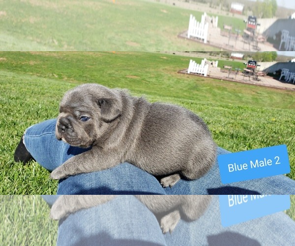 Medium Photo #5 French Bulldog Puppy For Sale in FARMINGTON, MO, USA