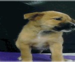 Small #2 Golden Labrador