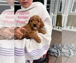 Small #2 Cavapoo (Miniature)