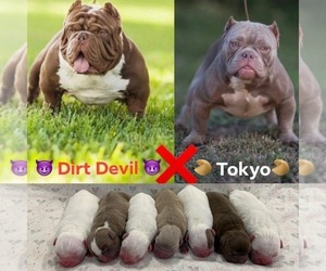 Mother of the American Bully puppies born on 05/08/2019