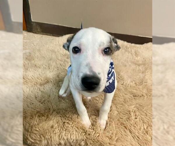 Medium Photo #1 Pharaoh Hound-Unknown Mix Puppy For Sale in Tulsa, OK, USA