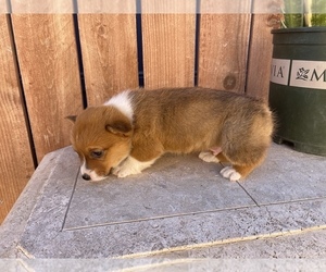 Pembroke Welsh Corgi Puppy for sale in SAN BERNARDINO, CA, USA