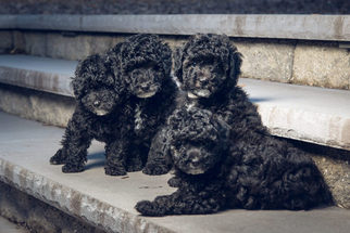 Poodle (Miniature) Puppy for sale in NORRISTOWN, PA, USA