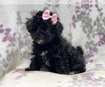Small Photo #3 Schnoodle (Miniature) Puppy For Sale in LAKELAND, FL, USA