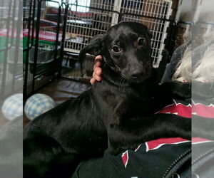 Border Collie-Unknown Mix Dogs for adoption in Aurora, IN, USA