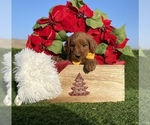 Small Photo #2 Australian Labradoodle Puppy For Sale in PORTERVILLE, CA, USA