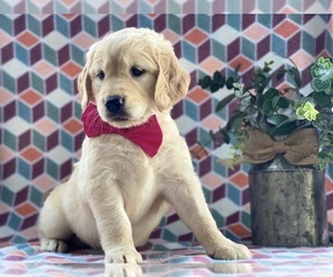 Golden Retriever Puppy for sale in LANCASTER, PA, USA