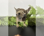 Small #3 Faux Frenchbo Bulldog