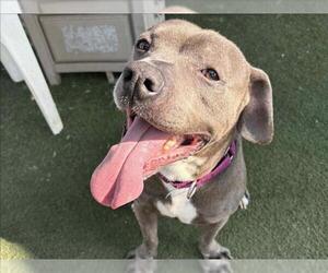 American Pit Bull Terrier Dogs for adoption in Martinez, CA, USA