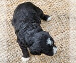 Small #9 F2 Aussiedoodle