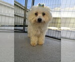 Small #1 Poodle (Miniature) Mix
