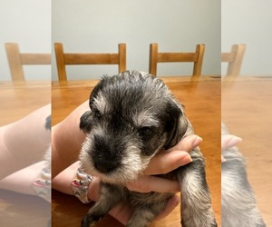 Schnauzer (Miniature) Puppy for sale in PIGEON FORGE, TN, USA