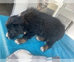 Small Photo #3 Australian Shepherd Puppy For Sale in ORANGE, TX, USA