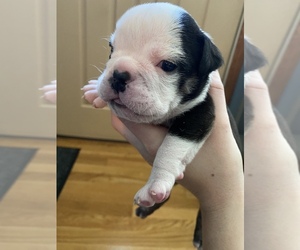 Bulldog Puppy for sale in POINT PLEASANT, WV, USA