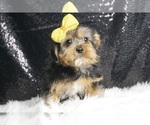 Small #2 Morkie