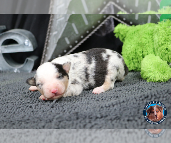 Medium Photo #37 Miniature Australian Shepherd Puppy For Sale in GRANBURY, TX, USA
