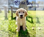 Small Photo #4 Golden Retriever Puppy For Sale in HARTWELL, GA, USA