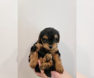 YorkiePoo Puppy for sale in DANVILLE, PA, USA