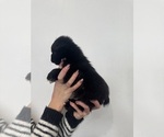 Small #2 French Bulldog